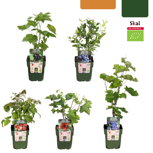 Obstpflanzen-Set „Früchte-Oase" – 5 verschiedene BIO-Obstpflanzen