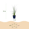 Zwerg-Pampasgras ‚Pumila' – Cortaderia selloana – Ansicht 3