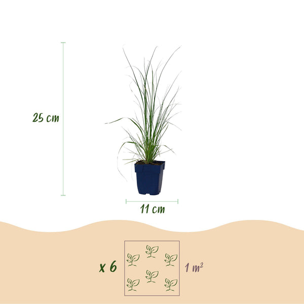 Zwerg-Pampasgras ‚Pumila' – Cortaderia selloana – Ansicht 3
