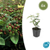 Johanniskraut ‚Rheingold' – Hypericum × inodorum – 6 Stück