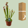 Schlauchpflanze ‚Judith Hindle' – Sarracenia – Ansicht 3
