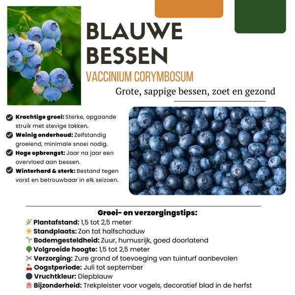 Obstpflanzen-Set „Früchte-Party" – 3 verschiedene BIO-Obstpflanzen – Ansicht 6