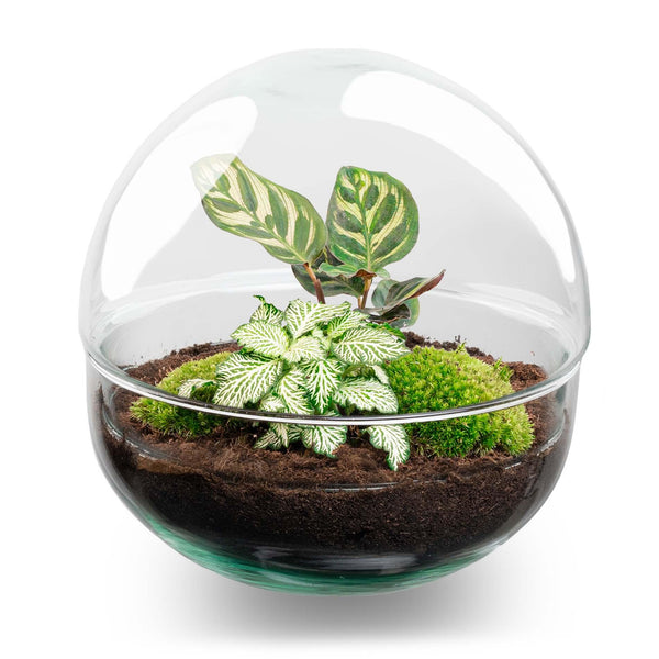 Flaschengarten-Set „Dome" – DIY-Terrarium im Kugelglas – Ansicht 2