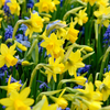 Mini-Narzisse ‚Tête-à-Tête' – Narcissus cyclamineus – 25 Stück