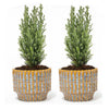 Lawsons Scheinzypresse ‚Ellwoodii' – Chamaecyparis lawsoniana