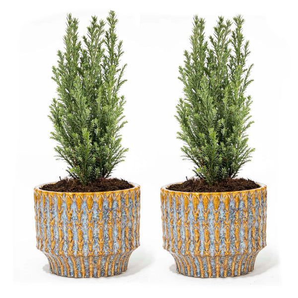 Lawsons Scheinzypresse ‚Ellwoodii' – Chamaecyparis lawsoniana