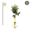 Zitronenbaum – Citrus limon – Ansicht 2