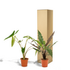 Alocasia-Set „Duo Zebrina & Lauterbachiana" – Alocasia zebrina und Alocasia lauterbachiana – Ansicht 6