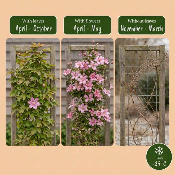 Bergwaldrebe ‚Marjorie' – Clematis montana – Ansicht 4
