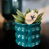Echeveria ‚Miranda' – Ansicht 4