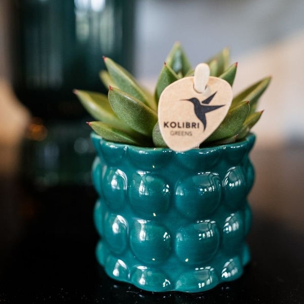 Echeveria ‚Miranda' – Ansicht 4