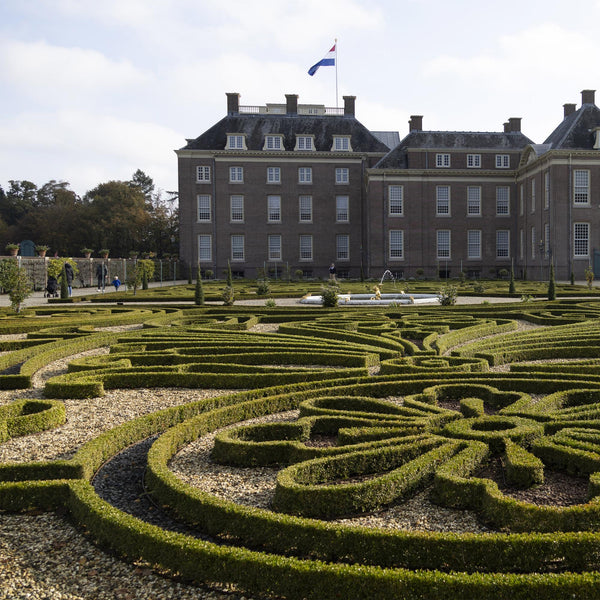 Buchsbaum ‚Babylon Beauty' – Buxus sempervirens – Ansicht 6