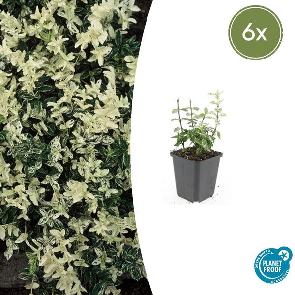Kriechspindel ‚Harlequin' – Euonymus fortunei