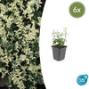 Kriechspindel ‚Harlequin' – Euonymus fortunei – Standard, 6 Stück