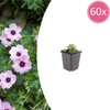 Aschgrauer Storchschnabel ‚Ballerina' – Geranium cinereum