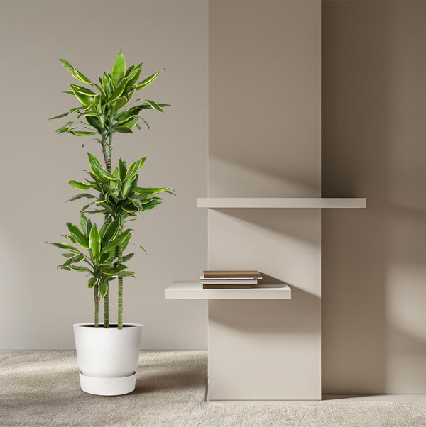 Drachenbaum ‚Golden Coast' – Dracaena fragrans – Ansicht 4