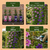Waldreben-Mix „Duo Lila & Rosa" – Clematis – Ansicht 5