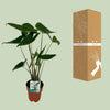 Elefantenohr – Alocasia zebrina – Ansicht 3