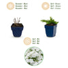 Polster-Phlox ‚Maischnee' – Phlox subulata – Ansicht 4