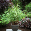 Schirmbambus ‚Asian Wonder' – Fargesia scabrida – Ansicht 5