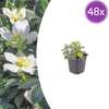 Lenzrose – Helleborus orientalis