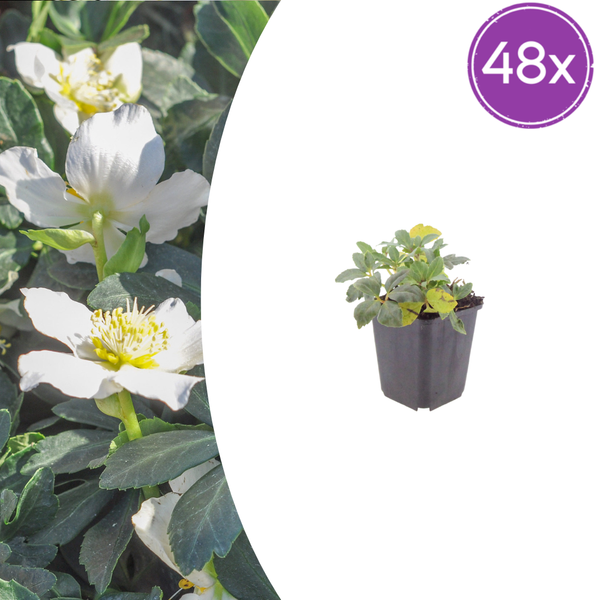 Lenzrose – Helleborus orientalis