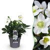 Christrose ‚Christmas Carol' – Helleborus niger