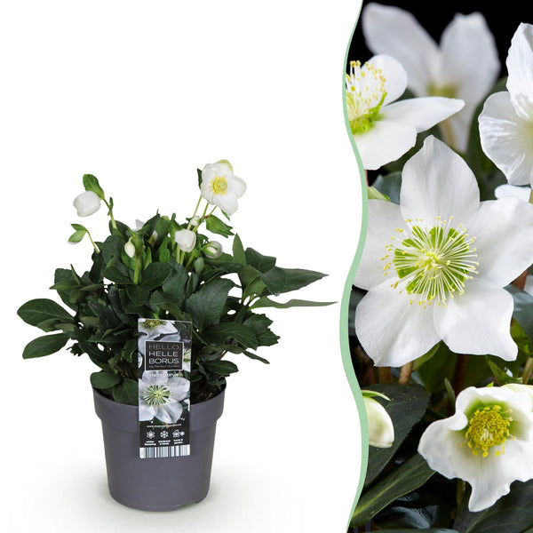 Christrose ‚Christmas Carol' – Helleborus niger