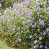 Storchschnabel ‚Rozanne' – Geranium – Ansicht 7