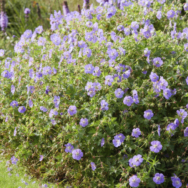 Storchschnabel ‚Rozanne' – Geranium – Ansicht 7
