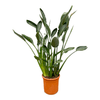 Paradiesvogelblume – Strelitzia reginae – Ansicht 2