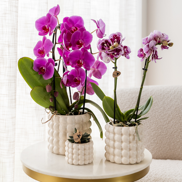 Schmetterlingsorchidee ‚Niagara Fall Free Ride' – Phalaenopsis – Ansicht 6