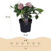 Lenzrose ‚Double Tricolour' – Helleborus orientalis – Ansicht 3