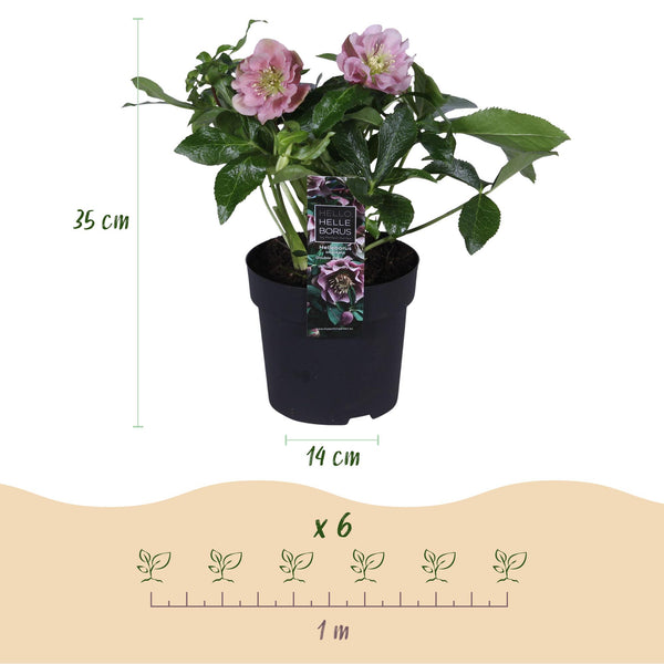 Lenzrose ‚Double Tricolour' – Helleborus orientalis – Ansicht 3