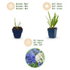 Schmucklilie Duo – Agapanthus – Ansicht 4