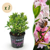 Zwerg-Rhododendron ‚Bloombux Magenta' – Rhododendron