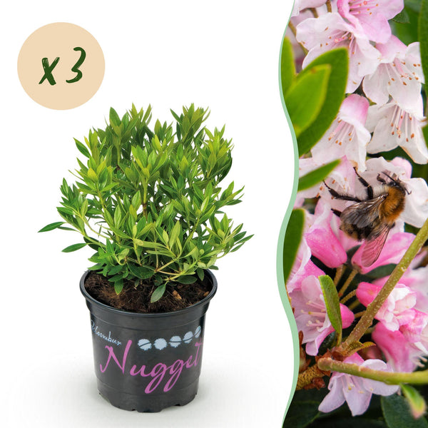 Zwerg-Rhododendron ‚Bloombux Magenta' – Rhododendron