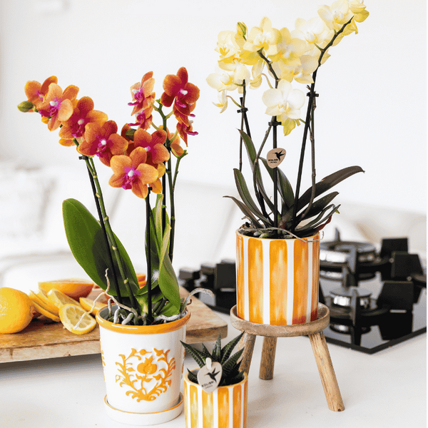 Duftende Schmetterlingsorchidee ‚Fragrance Bolgheri' – Phalaenopsis – Ansicht 4