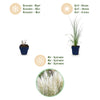 Zwerg-Pampasgras ‚Pumila' – Cortaderia selloana – Ansicht 4