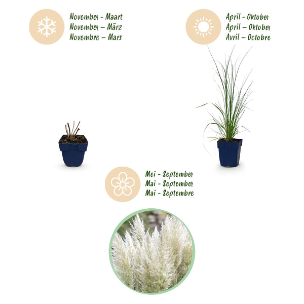 Zwerg-Pampasgras ‚Pumila' – Cortaderia selloana – Ansicht 4