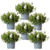 Glockenblume ‚Addenda Ambella' – Campanula