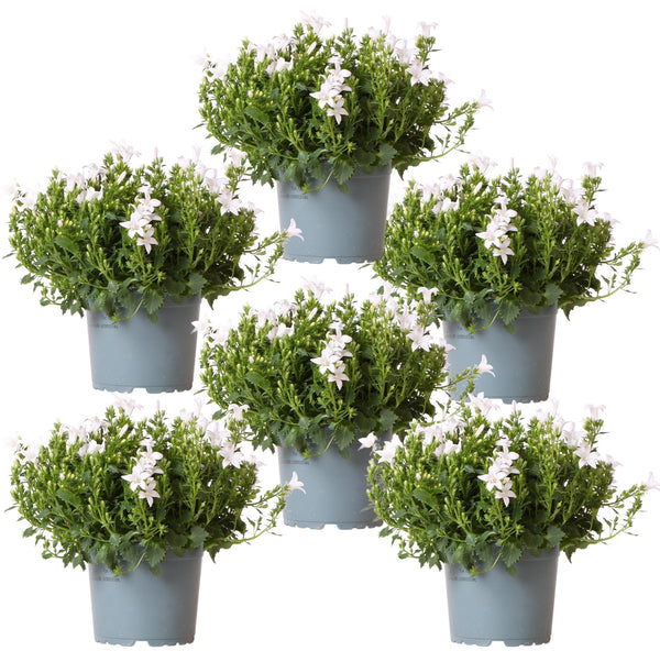 Glockenblume ‚Addenda Ambella' – Campanula