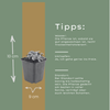 Silberimmortelle – Anaphalis triplinervis – Ansicht 5