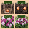 Tulpe ‚Prince Mix' – Tulipa – Ansicht 4