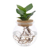 Clusia rosea