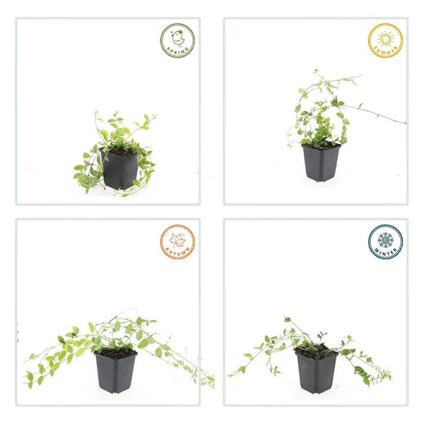 Kleines Immergrün ‚Aureovariegata' – Vinca minor – Ansicht 4