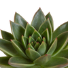 Sukkulenten-Set „Echeveria-Mix“ – 3 Echeverien – Ansicht 12