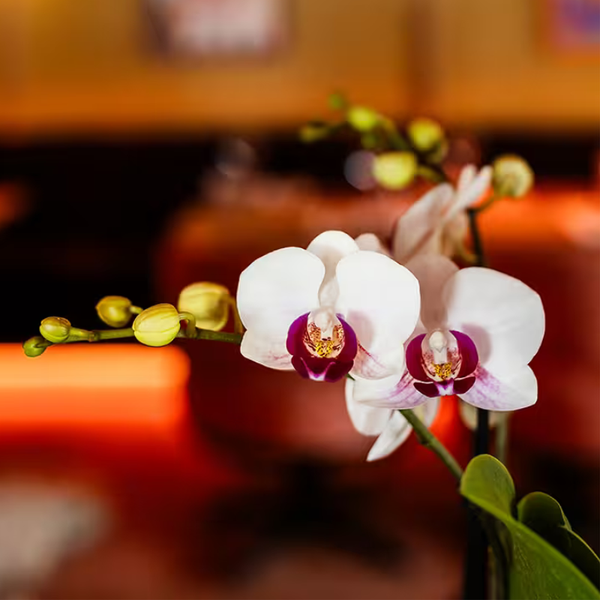 Geschenk-Set „Retro White" – Orchidee ‚Gibraltar' mit Grünpflanze – Ansicht 3