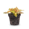 Mosaikpflanze ‚Ruby Lime' – Fittonia albivenis