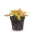 Mosaikpflanze ‚Ruby Lime' – Fittonia albivenis